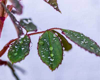 rose leaves